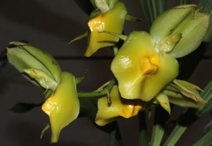 Gele en roze bloembladeren van Catasetum expansum op lange steel.