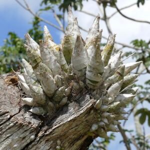 Bloeiende Catasetum integerrimum orchidee met witte en gele bloemen.