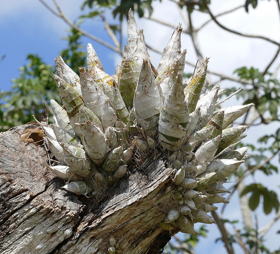 Bloeiende Catasetum integerrimum orchidee met witte en gele bloemen.