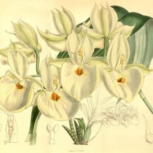 Catasetum randii orchidee met opvallende bloem en groene bladeren.