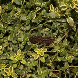 Limoentijmplant met rups in natuurlijke omgeving.