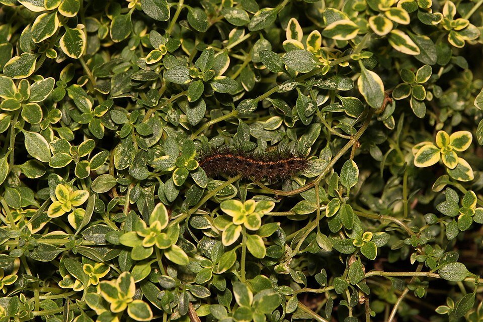 Limoentijmplant met rups in natuurlijke omgeving.