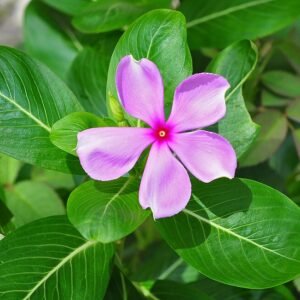 Winterharde Catharanthus roseus plant met witte bloemen en groen blad.