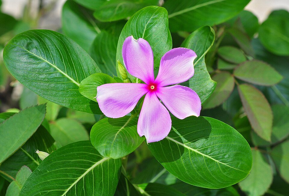 Winterharde Catharanthus roseus plant met witte bloemen en groen blad.