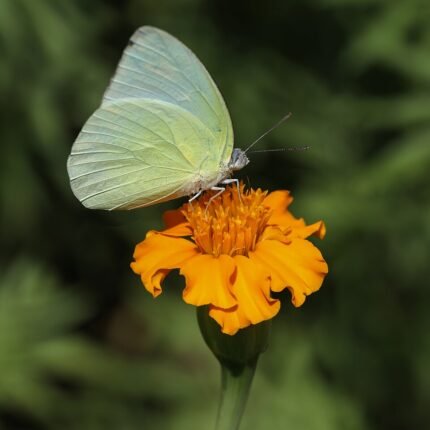 Bright green Tagetes lucida plant with yellow flowers, visited by an Emigrant butterfly.