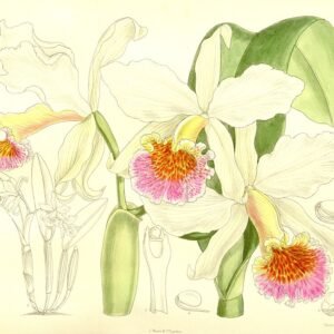 Cattleya rex orchidee in paarse en roze bloei.