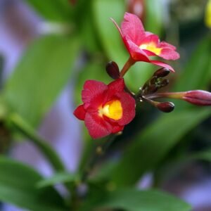 Purple Cattleytonia orchid with white and yellow accents in bloom.