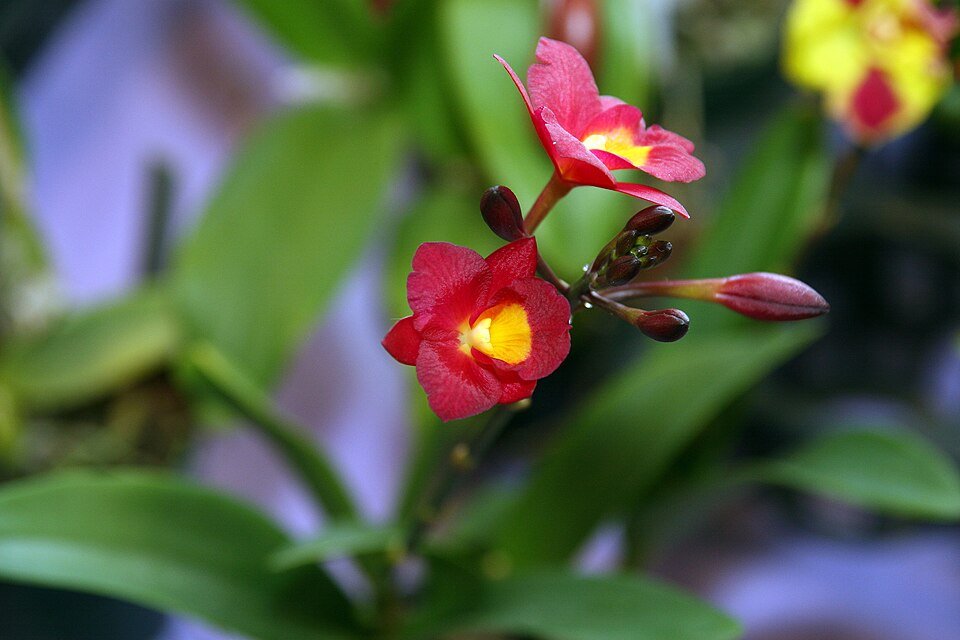 Purple Cattleytonia orchid with white and yellow accents in bloom.