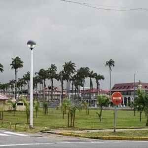 Roystonea oleracea palmboom op een plein met palmbomen en gebouwen.
