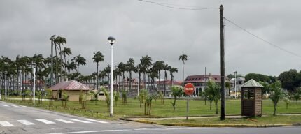 Roystonea oleracea palmboom op een plein met palmbomen en gebouwen.