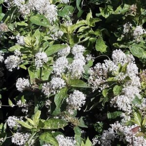Ceanothus Amerikaanse struik met helderblauwe bloemen en glanzende groene bladeren.