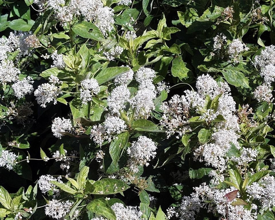Ceanothus Amerikaanse struik met helderblauwe bloemen en glanzende groene bladeren.