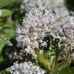 Ceanothus americanus struik met blauwe bloemen en groene bladeren.