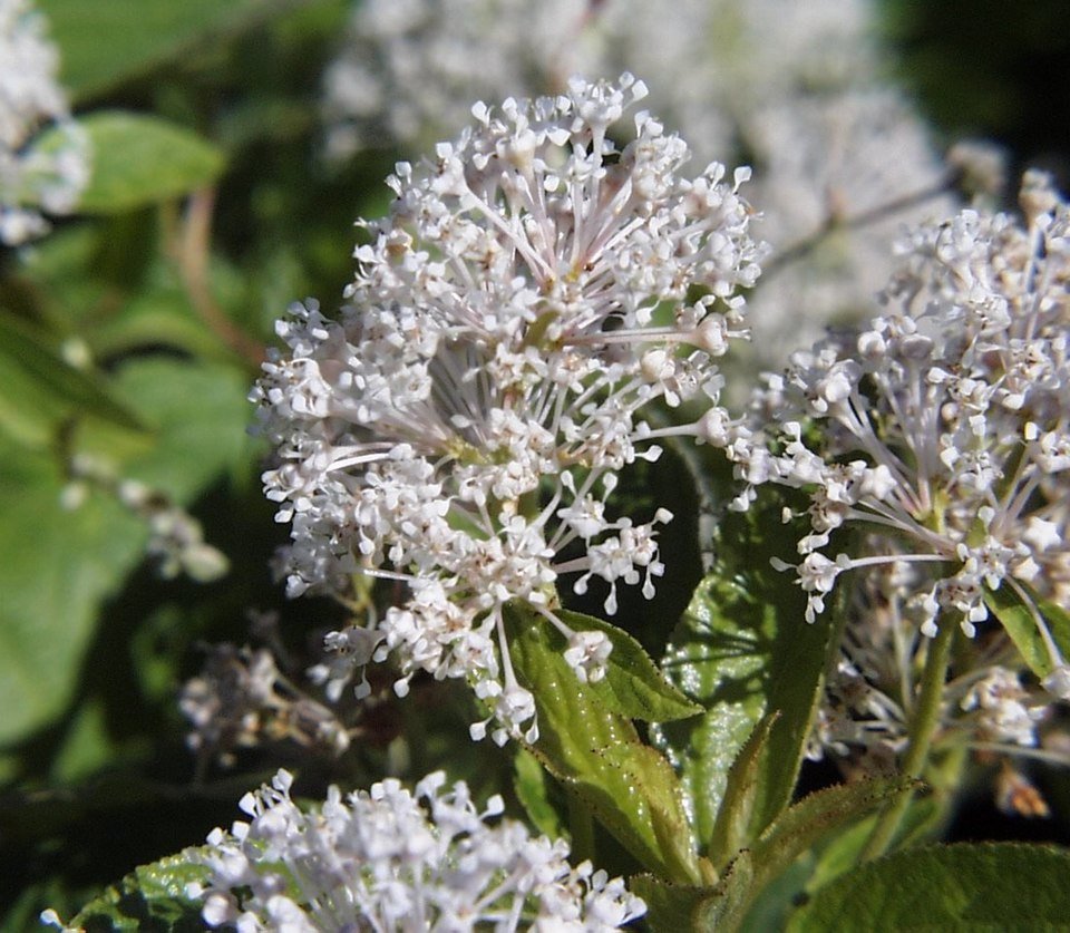 Ceanothus americanus struik met blauwe bloemen en groene bladeren.