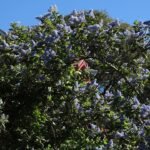 Bloeiende Ceanothus arboreus struik met helderblauwe bloemen en groene bladeren.