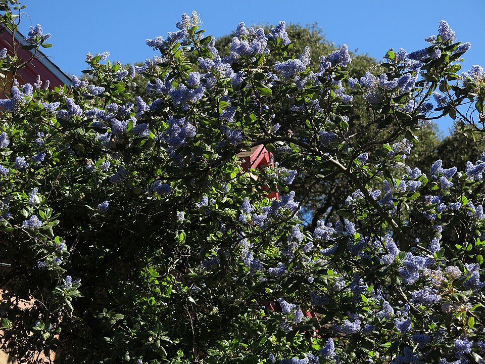 Bloeiende Ceanothus arboreus struik met helderblauwe bloemen en groene bladeren.