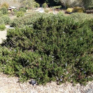 Ceanothus gloriosus struik in Humboldt Botanical Garden, Eureka, Californië.