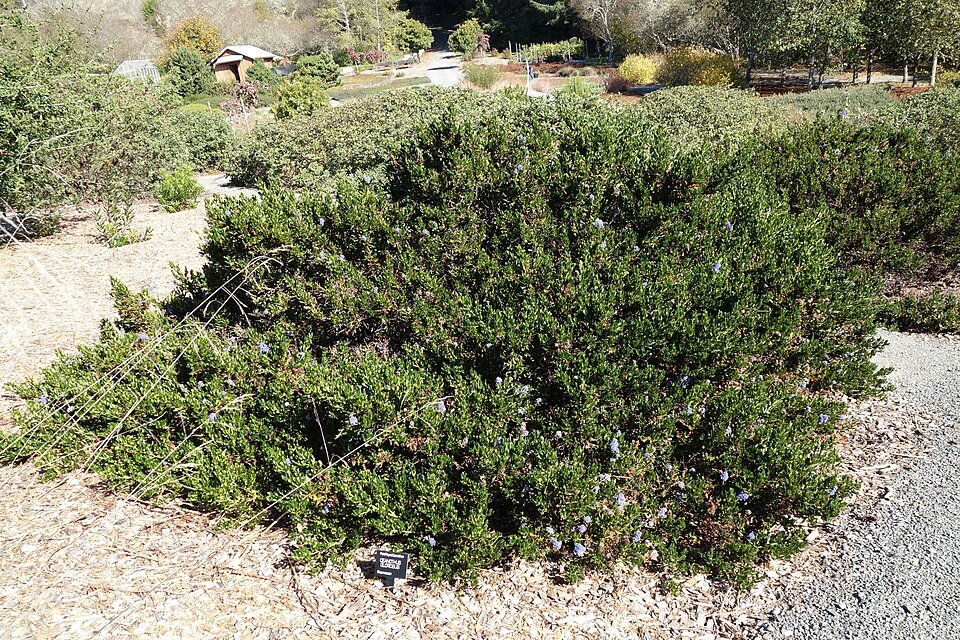 Ceanothus gloriosus struik in Humboldt Botanical Garden, Eureka, Californië.