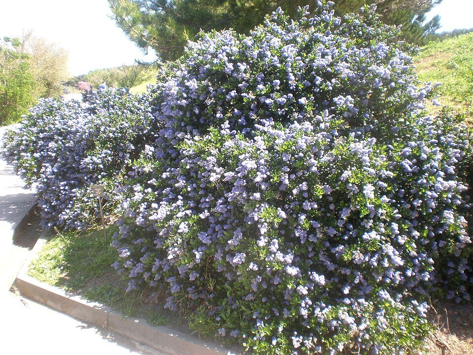 Bloeiende Ceanothus griseus struik met lichtblauwe bloemen.