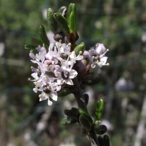 Ceanothus ophiochilus struik met lichtblauwe bloemen en groene bladeren.