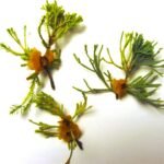 Juniperus procumbens met cederappelroest op J. procumbens nana.