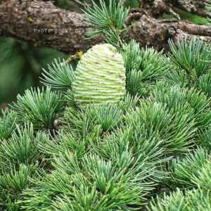 Cedrus deodara boom met groene naalden en kegels.