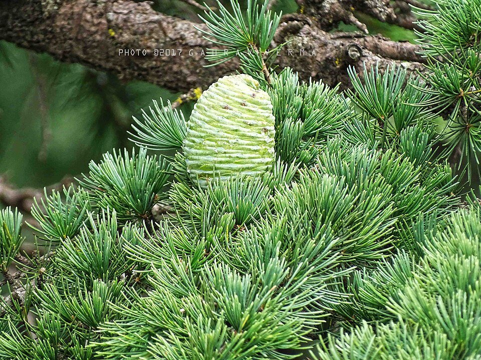 Cedrus deodara boom met groene naalden en kegels.