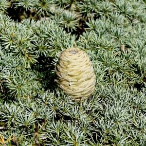 Libanonceder fruit in zonlicht.