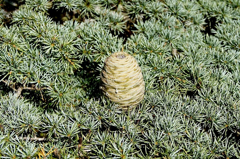 Libanonceder fruit in zonlicht.