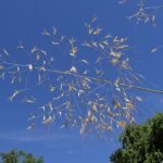 Stipa gigantea plant met sierlijke pluimen in zonlicht.