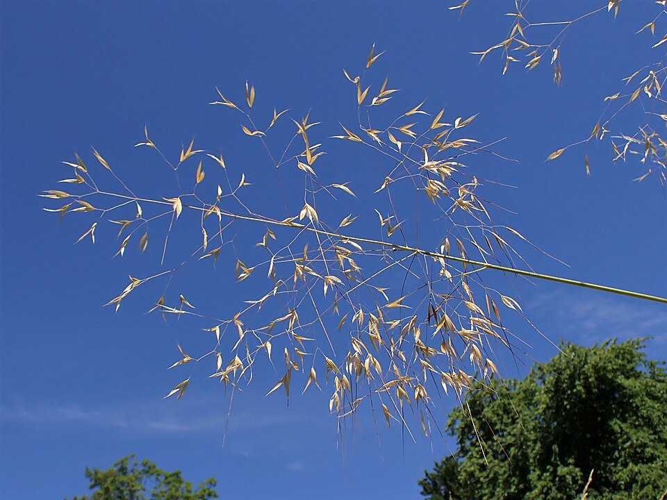Stipa gigantea plant met sierlijke pluimen in zonlicht.
