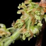 Celtis reticulata boom met groene bladeren en schors.