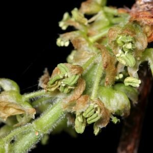 Celtis reticulata boom met groene bladeren en schors.