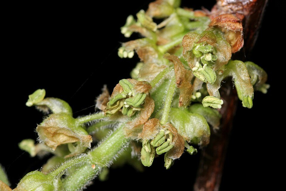 Celtis reticulata boom met groene bladeren en schors.