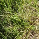 Cenchrus clandestinus plant met dunne groene bladeren en pluimachtige bloeiwijze.
