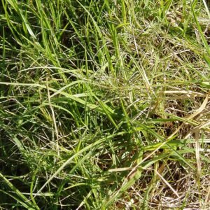 Cenchrus clandestinus plant met dunne groene bladeren en pluimachtige bloeiwijze.