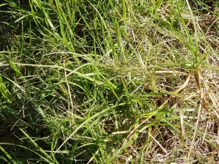 Cenchrus clandestinus plant met dunne groene bladeren en pluimachtige bloeiwijze.