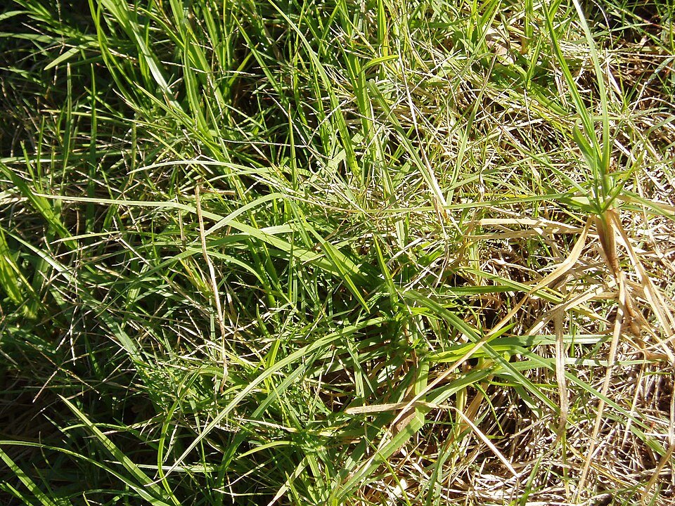Cenchrus clandestinus plant met dunne groene bladeren en pluimachtige bloeiwijze.