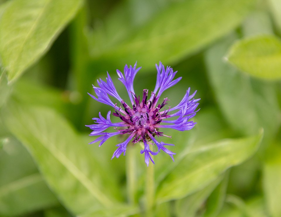 Bloeiende Bergcentaurie bloemen in tuinomgeving.