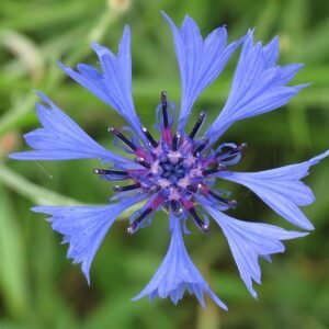 Blauwe korenbloem met delicaat blauwe bloemblaadjes.