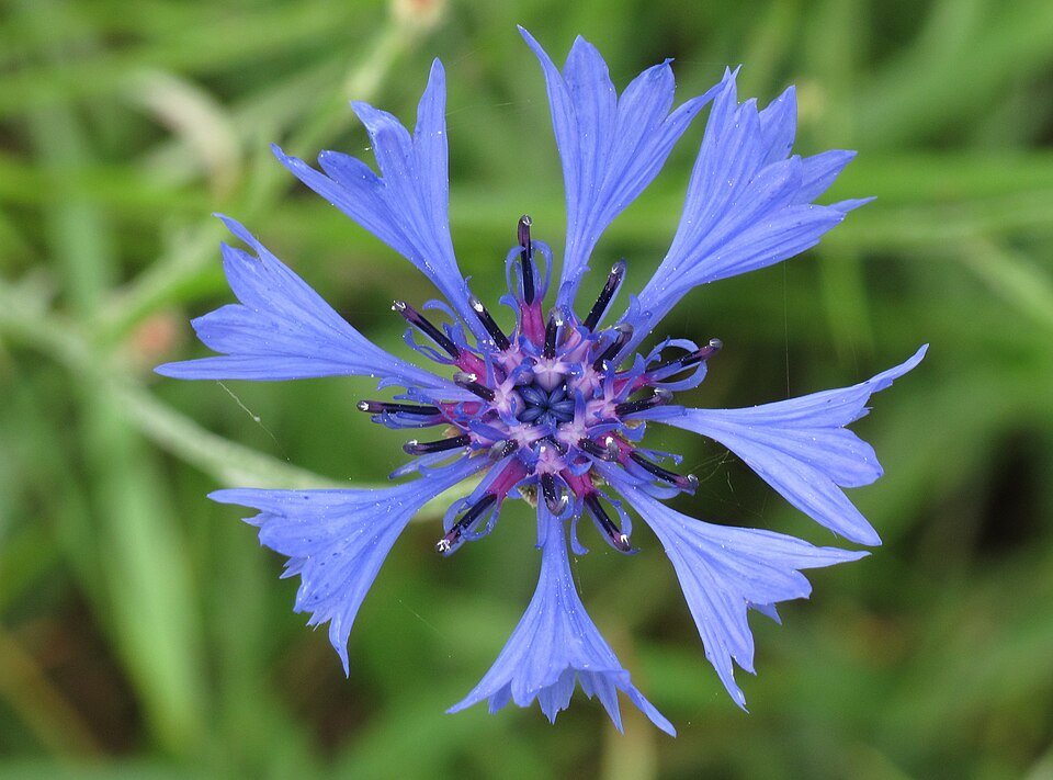 Blauwe korenbloem met delicaat blauwe bloemblaadjes.