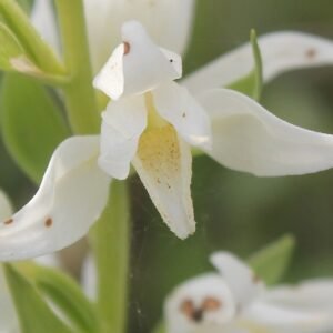 Witte bloem van de Bosvogeltje in schaduwrijke omgeving.