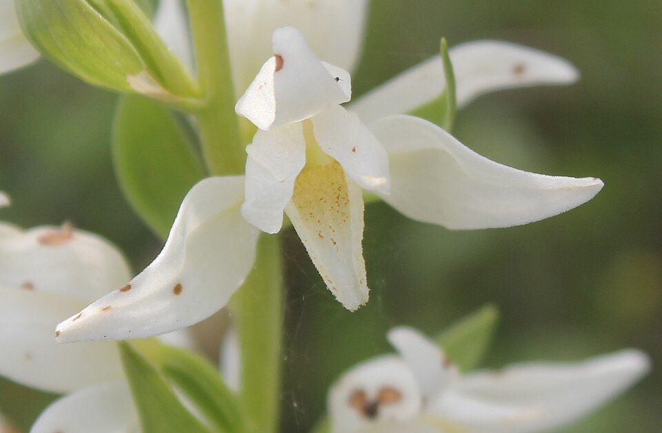 Witte bloem van de Bosvogeltje in schaduwrijke omgeving.