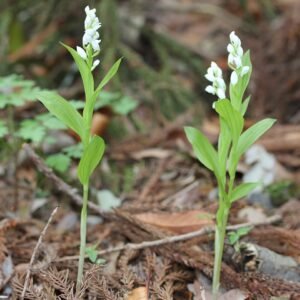 Witte Cephalanthera erecta orchidee in bloei met groene bladeren.