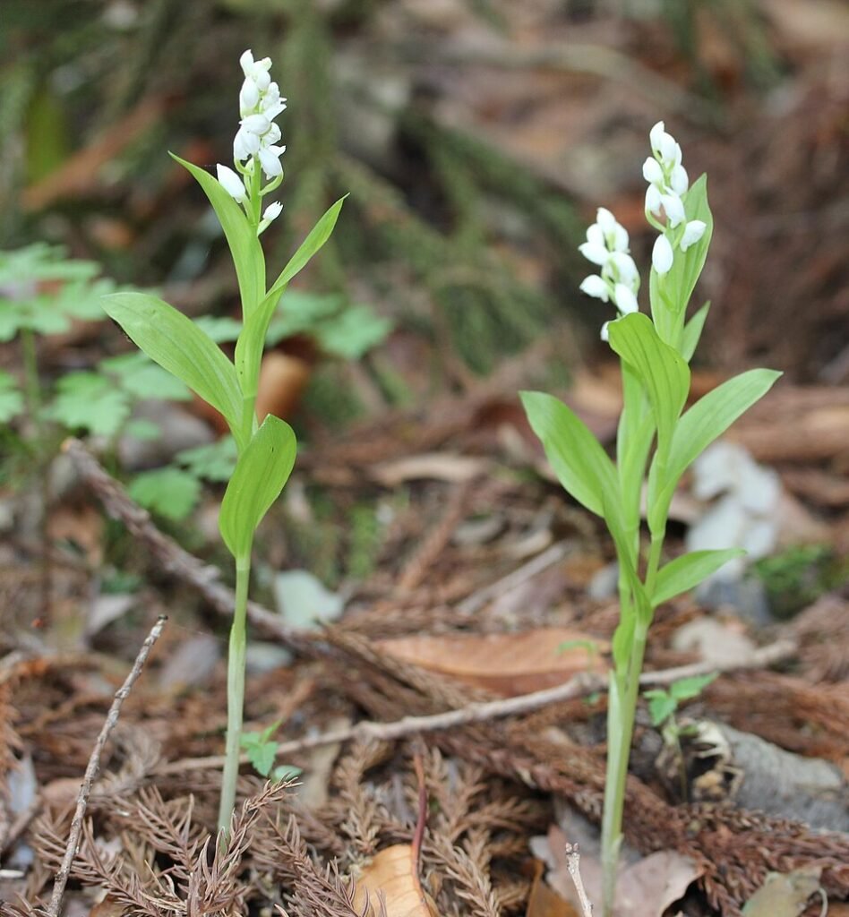Witte Cephalanthera erecta orchidee in bloei met groene bladeren.