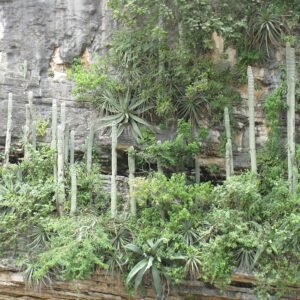 Cephalocereus apicicephalium cactus met lange groene cilindrische stelen en witte wollige plukjes.