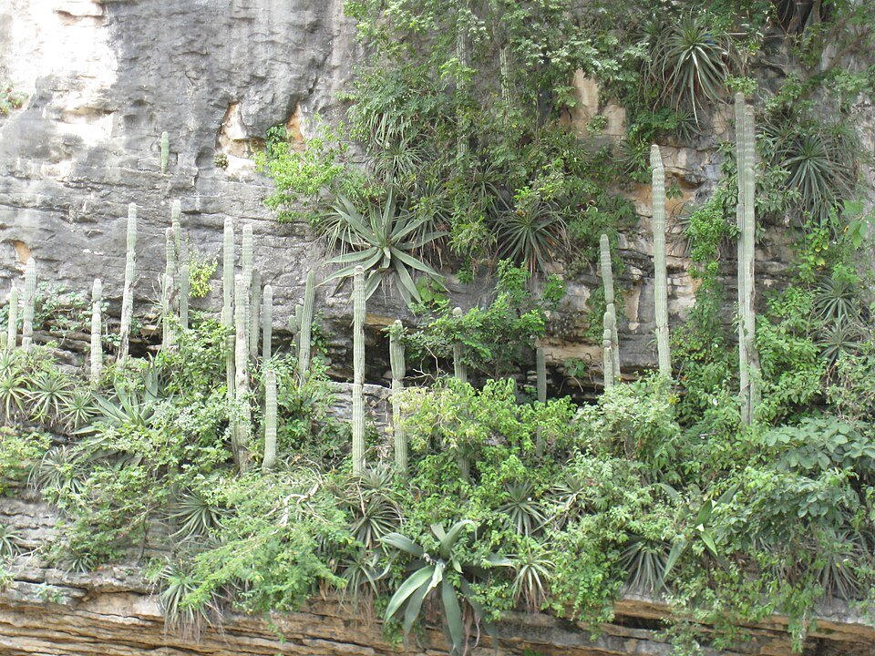 Cephalocereus apicicephalium cactus met lange groene cilindrische stelen en witte wollige plukjes.