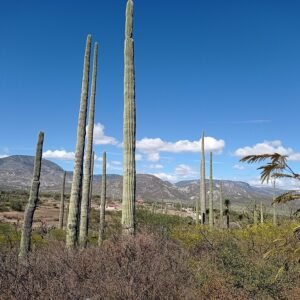 Cephalocereus mezcalaensis cactus met lange stekelige stelen en kleine witte bloemen in bloei.