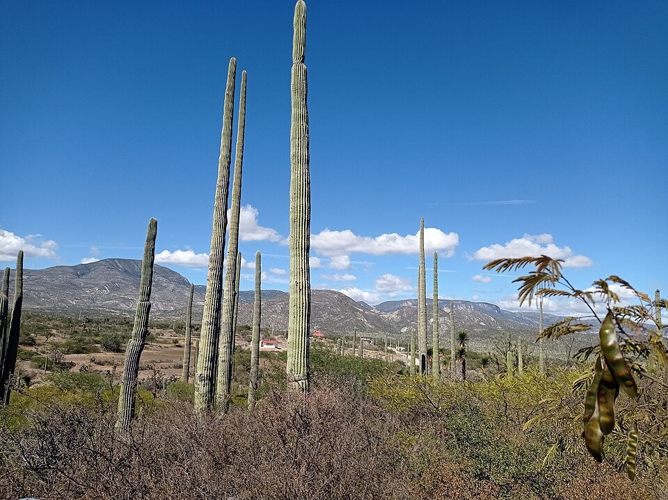 Cephalocereus mezcalaensis cactus met lange stekelige stelen en kleine witte bloemen in bloei.