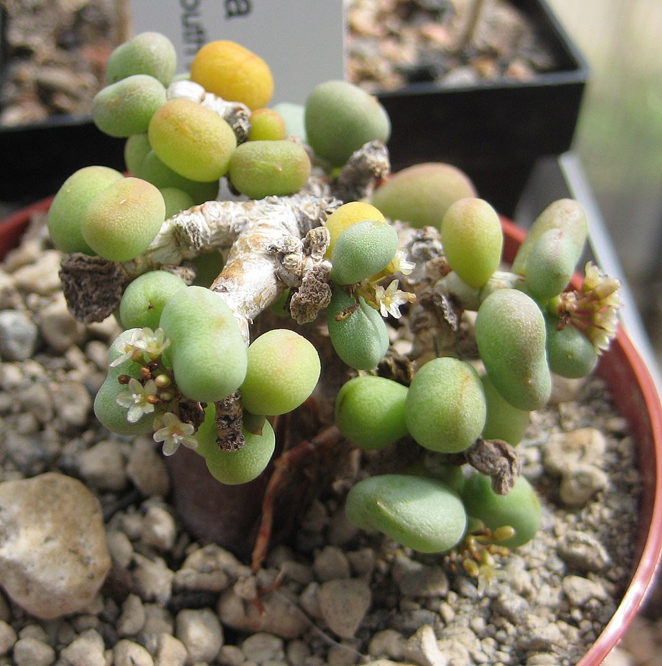 Portulacaria pygmaea plant in a pot with green leaves.